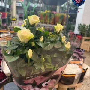 Rosalina Pianta Bianca white flowering plant in Milan