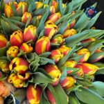 Tulipani Bicolore Per Pieces fresh two-color tulip stem in Milan