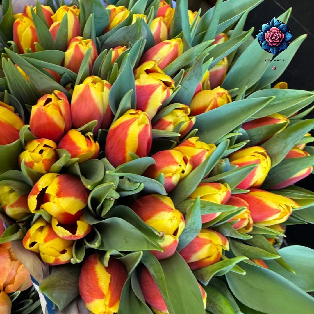 Tulipani Bicolore Per Pieces fresh two-color tulip stem in Milan