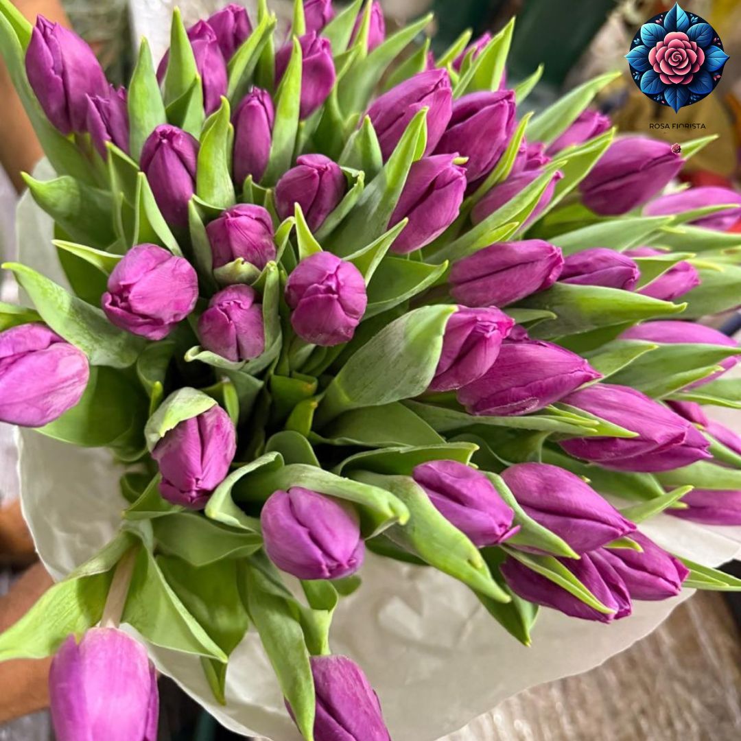 Tulipani Colore Viola 50 Pieces purple tulip bouquet in Milan