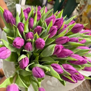Tulipani  Perpic