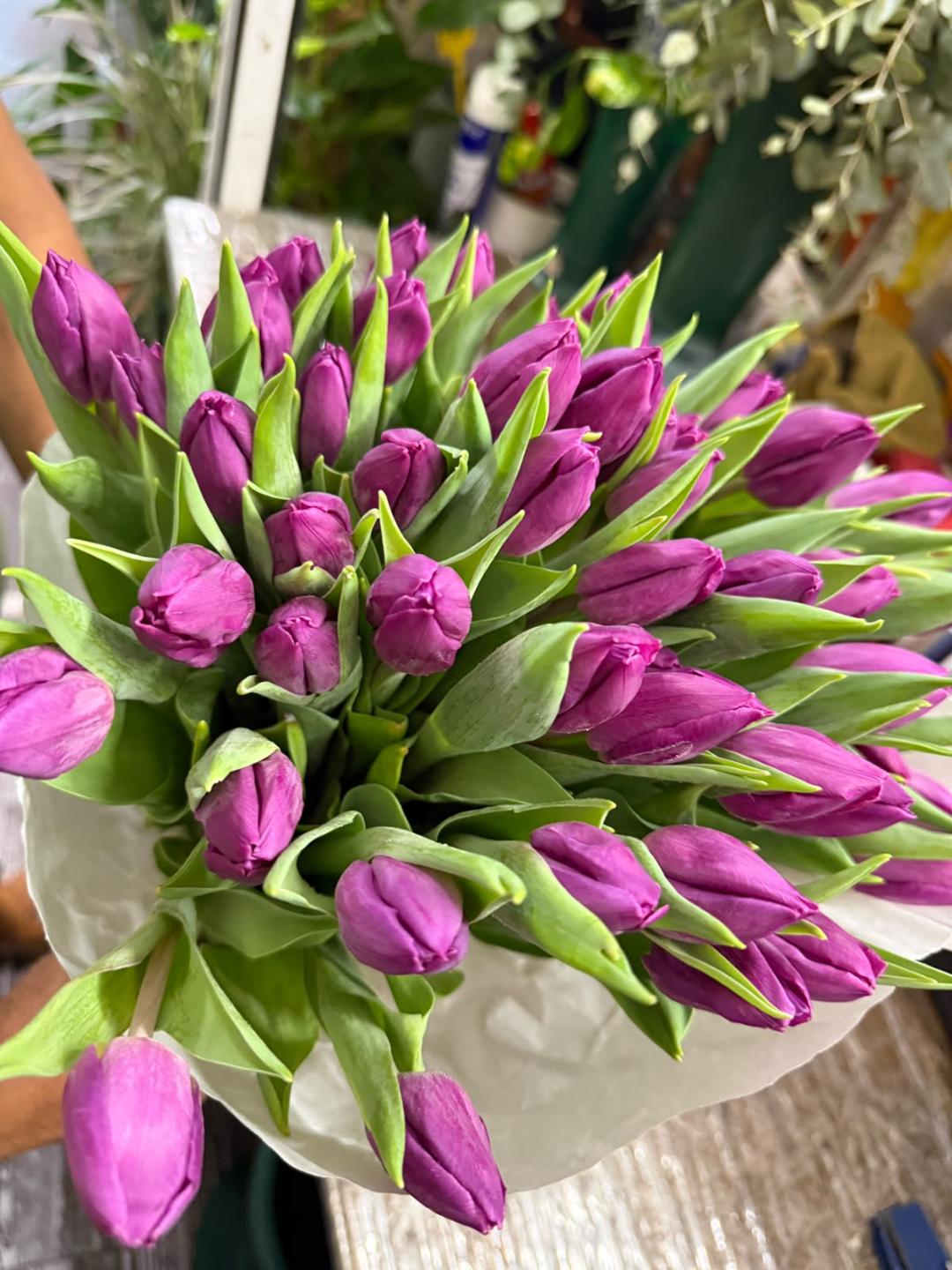 Tulipani  Perpic