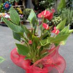 Anthurium Rosso Pianta red flowering indoor plant with heart-shaped spathes and glossy green leaves in Milan