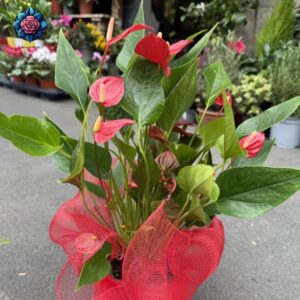 Anthurium Rosso Pianta red flowering indoor plant with heart-shaped spathes and glossy green leaves in Milan