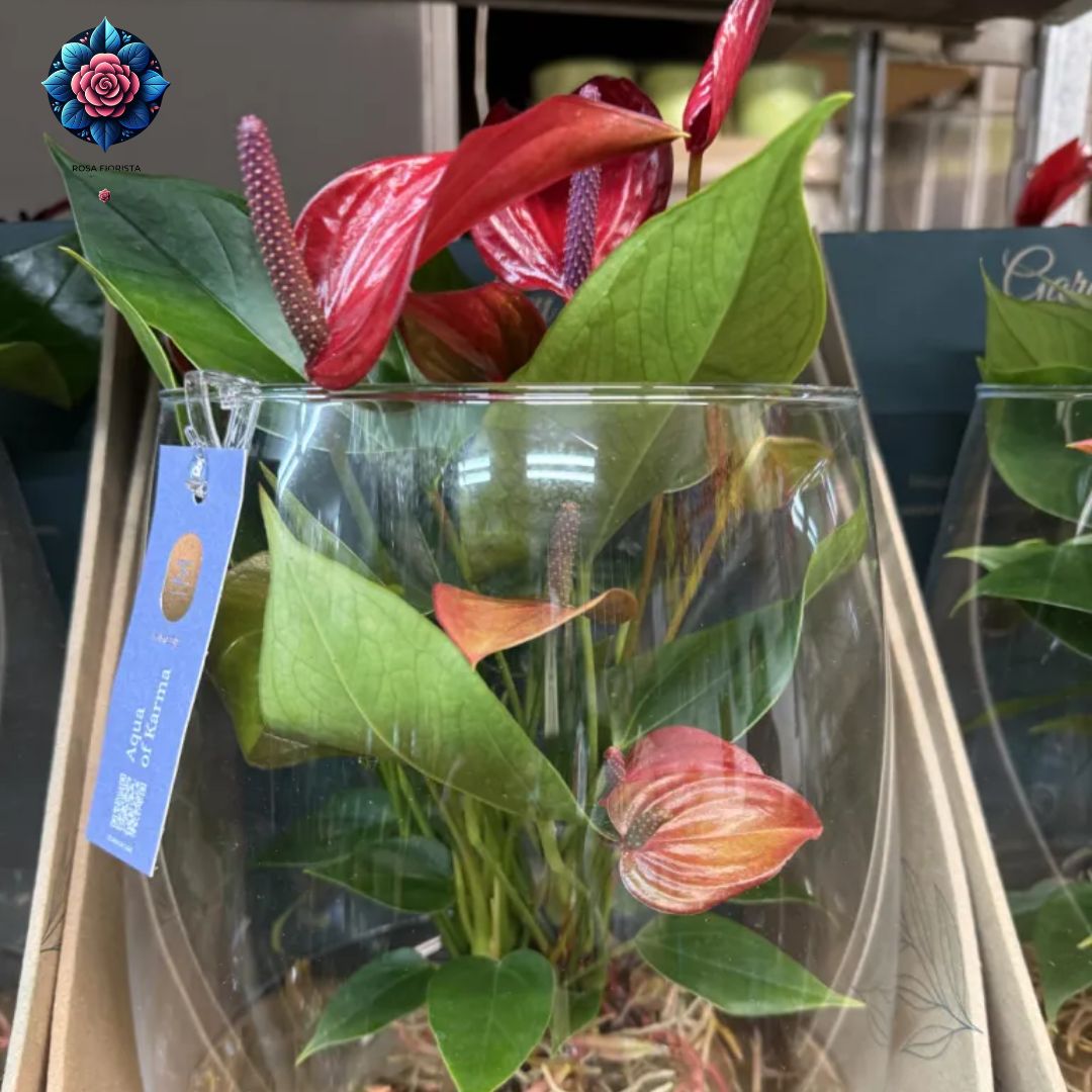 Anthurium Rosso in Vaso di Vetro red flowering indoor plant with green leaves in a glass vase in Milan