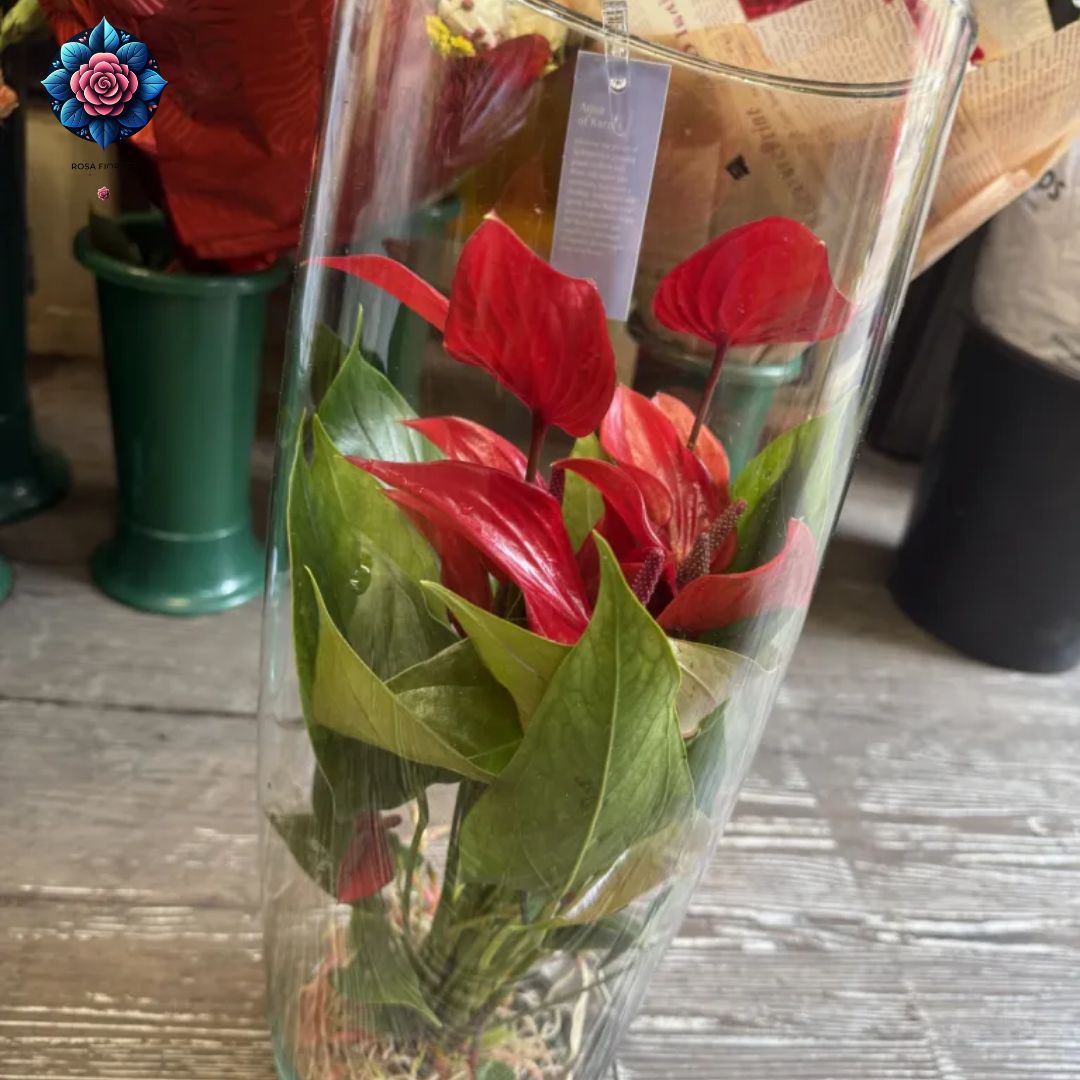 Anthurium rosso indoor plant with red heart-shaped spathes and glossy green leaves in Milan