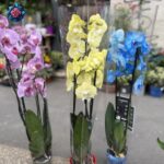 All Colors Orchidea in Milan with orchid colour options for home decoration and gifts
