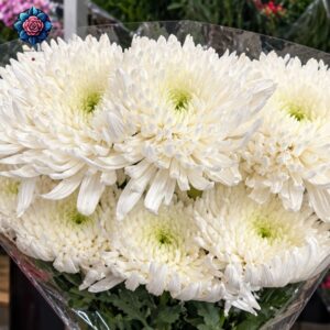 Crisantemo Bianco a Fiore Grande, 10 large white chrysanthemums from Rosa Fiorista in Milano.