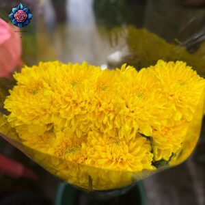 Crisantemo Giallo a Fiore Grande, 10 large yellow chrysanthemums from Rosa Fiorista in Milano.