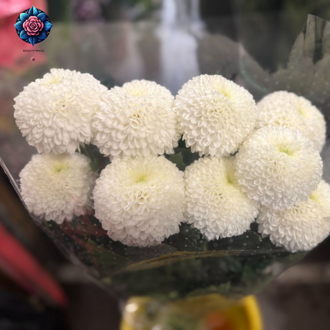 Crisantemo Pompon Bianco, 10 white pompon chrysanthemums from Rosa Fiorista in Milano.