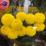 Crisantemo Pompon Giallo, 10 yellow pompon chrysanthemums from Rosa Fiorista in Milano.