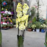 Orchidea Gialla with elegant yellow orchid flowers for indoor decoration and gifts in Milan