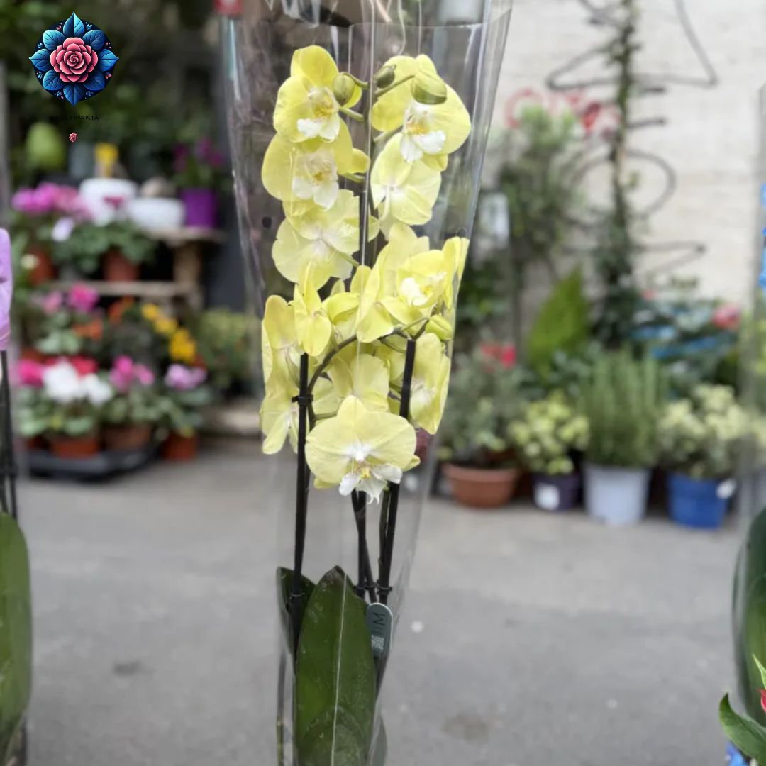 Orchidea Gialla with elegant yellow orchid flowers for indoor decoration and gifts in Milan