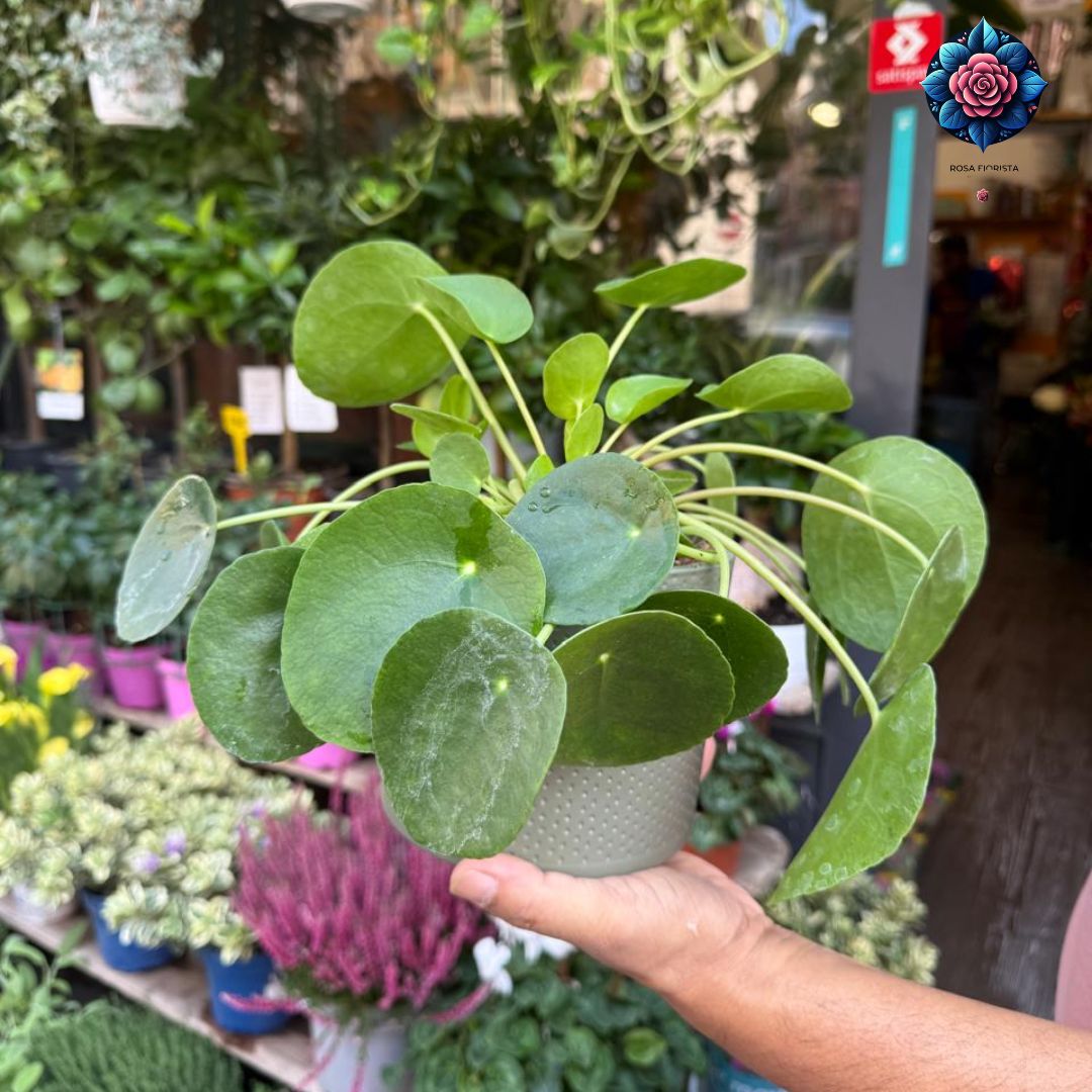 Pianta dei Soldi decorative money plant in Milan