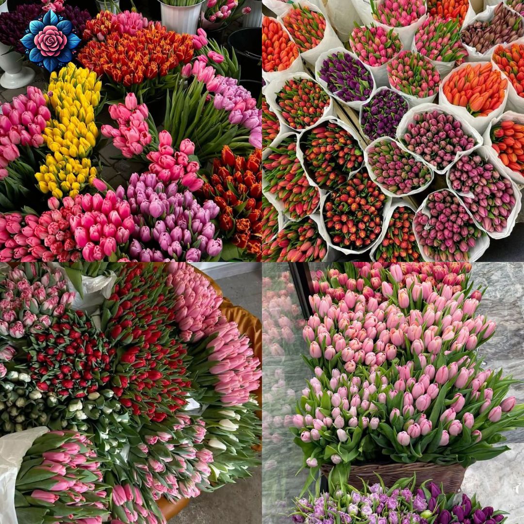 Tulipani Assortiti