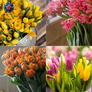 Tulipani Misti Colorati fresh colourful tulips beautifully arranged in Milan