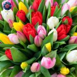 Tulipani Misto fresh mixed tulips beautifully arranged in Milan
